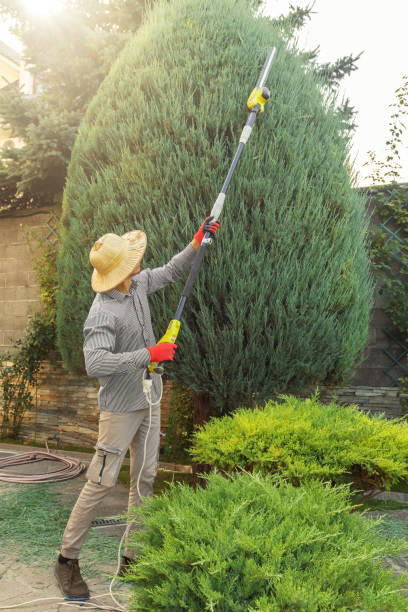 Best Hedge Trimming  in North Liberty, IA